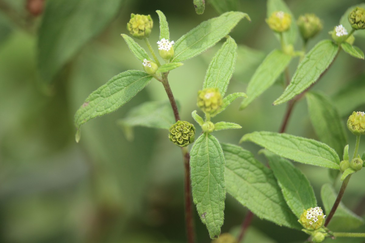 Blainvillea acmella (L.) Philipson